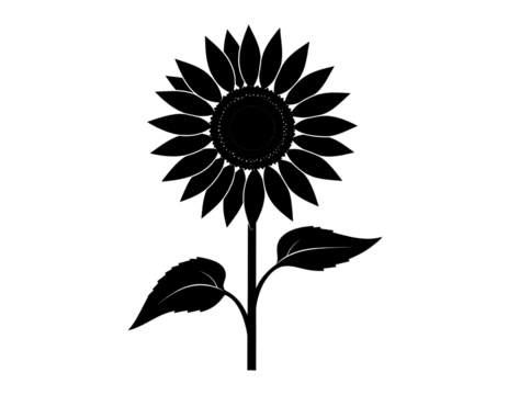 Silhouette of a sunflower, bright floral and nature design isolated on transparent background.