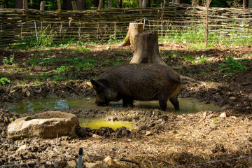 Wild boar in muddy habitat