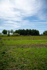Serene landscape with grassy field and trees under blue sky