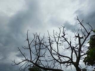 Dry Tree Branches Against Cloudy Sky