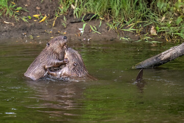 Beavers wrestling in a river