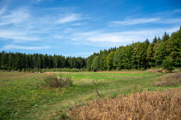 Serene landscape with green field and trees