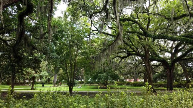 Left the right pan walking through Greenery Park