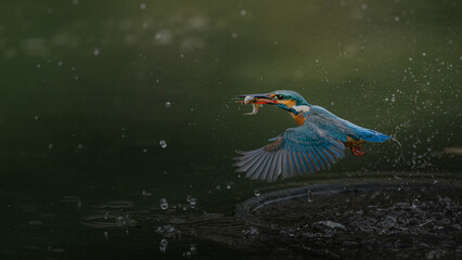 peacock in the water