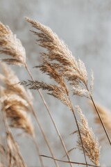 Close-up of beige ornamental grass, swaying, against a blurry, neutral background