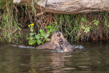 Beavers wrestling in a river