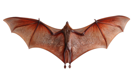Bat wing membrane patch background isolated on a Transparent background, PNG file.