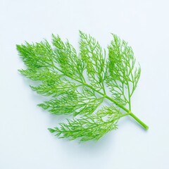 A vibrant dill leaf rests against a pure white background, showcasing its delicate structure and rich green color, perfect for culinary or herbal themed projects.