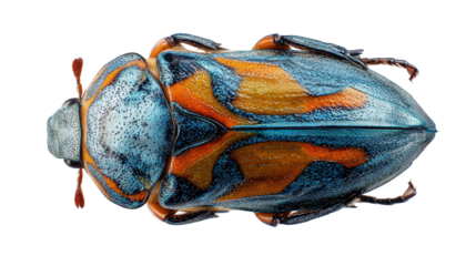Beetle elytra fragment background isolated on a Transparent background, PNG file.