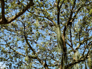 Many white herons in a large tree in Batista Campos square, in the city of Belém, state of Pará, northern Brazil
