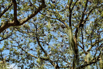 Many white herons in a large tree in Batista Campos square, in the city of Belém, state of Pará, northern Brazil