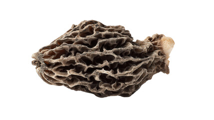 Black morel fragment background isolated on a Transparent background, PNG file.