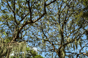 Many white herons in a large tree in Batista Campos square, in the city of Belém, state of Pará, northern Brazil