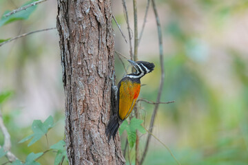 Common Flameback (Dinopium javanense) bird perching on the tree. Bird watching in natural habitats in the forest.