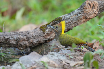 Greater Yellownape (Chrysophlegma flavinucha ) bird perching on the tree. Bird watching in natural habitats in the forest.