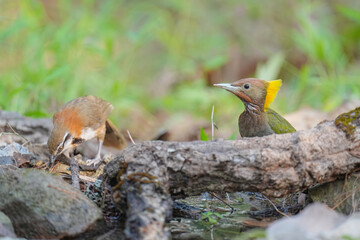 Greater Yellownape (Chrysophlegma flavinucha ) bird perching on the tree. Bird watching in natural habitats in the forest.