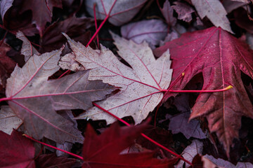 vista macro di bellissime foglie di acero dalle sfumature di rosso e magenta, cadute per terra, in autunno
