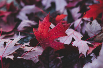 vista macro di bellissime foglie di acero dalle sfumature di rosso e magenta, cadute per terra, in autunno