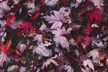 vista macro di bellissime foglie di acero dalle sfumature di rosso e magenta, cadute per terra, in autunno