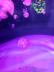Jellyfish in water