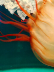 Jellyfish in water