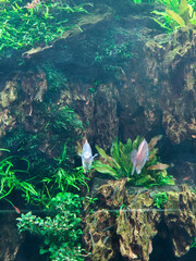 Fish in water