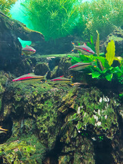 Fish in water
