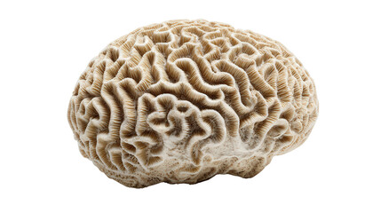 Brain coral piece background isolated on a Transparent background, PNG file.