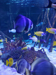 Fish in water
