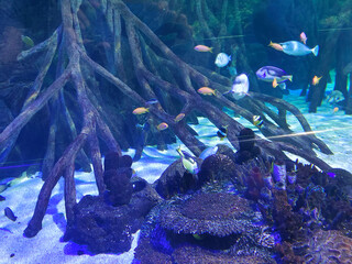 Fish in water