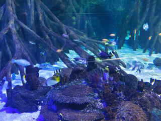 Fish in water