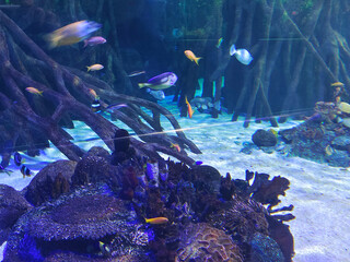 Fish in water