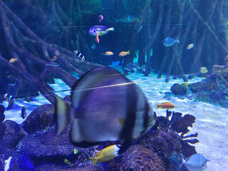Fish in water