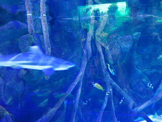 Fish in water