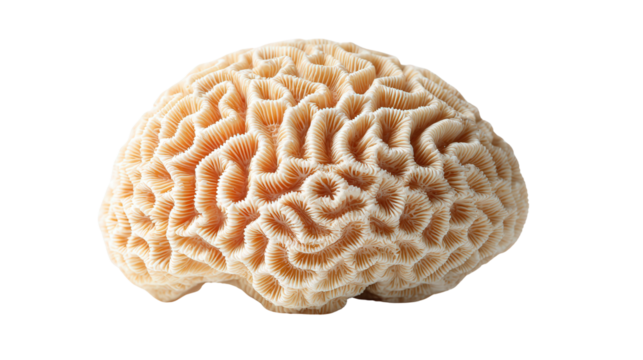 Brain coral piece background isolated on a Transparent background, PNG file.