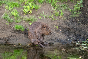 Beaver sitting on the riverbank beside water