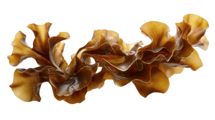 Brown algae strip background isolated on a Transparent background, PNG file.