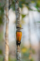 Common Flameback (Dinopium javanense) bird perching on the tree. Bird watching in natural habitats in the forest.