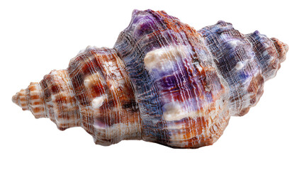 Busycon fragment background isolated on a Transparent background, PNG file.