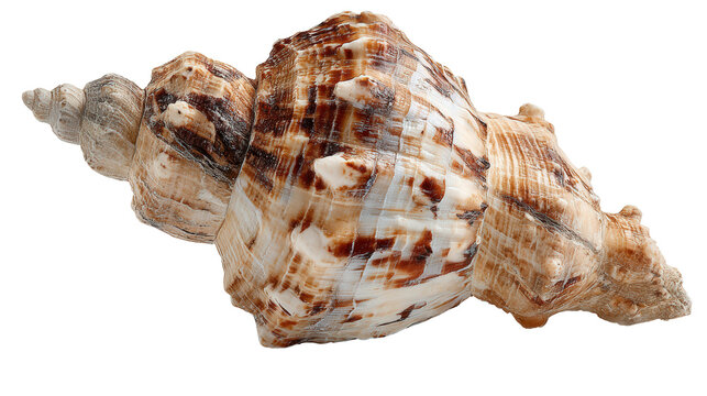 Busycon fragment background isolated on a Transparent background, PNG file.