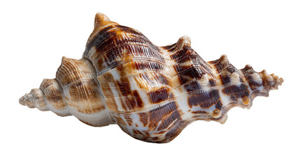 Obraz premium Busycon fragment background isolated on a Transparent background, PNG file.