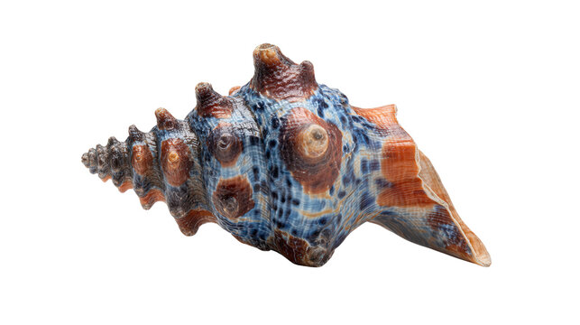 Busycon fragment background isolated on a Transparent background, PNG file.