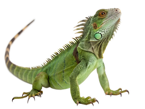 Green iguana reptile isolated on transparent background