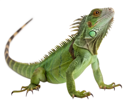 Green iguana reptile isolated on transparent background