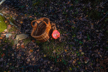 A bird's-eye view of a bright red, poisonous fly agaric mushroom next to a wicker basket on the floor of a dark, leafy autumn forest illuminated by a ray of dawn sunlight.