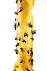 Insects on a twisted yellow structure in bright light