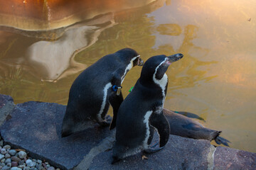 Two penguins by the pond