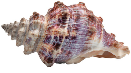 Cassis shell background isolated on a Transparent background, PNG file.