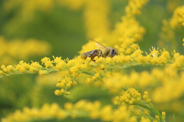 a bee on a yellow flower