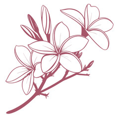 Obraz premium frangipani pink flower on white background 